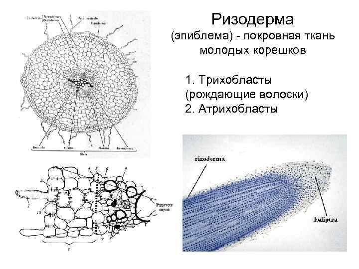 Ризодерма (эпиблема) - покровная ткань молодых корешков 1. Трихобласты (рождающие волоски) 2. Атрихобласты 