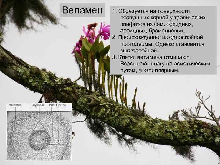 Веламен 1. Образуется на поверхности воздушных корней у тропических эпифитов из сем. орхидных, ароидных,