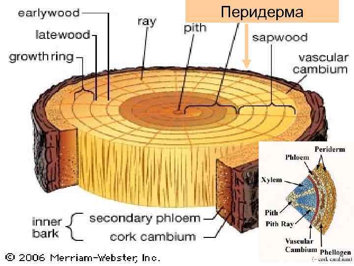 Перидерма 