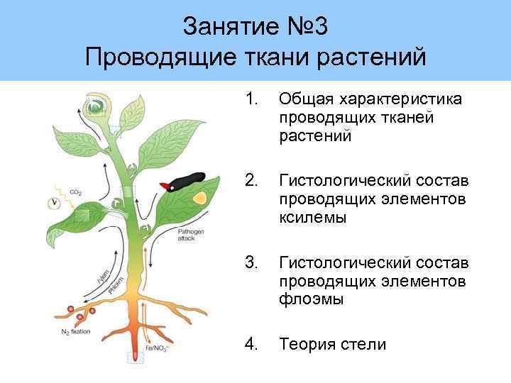 Занятие № 3 Проводящие ткани растений 1. Общая характеристика проводящих тканей растений 2. Гистологический