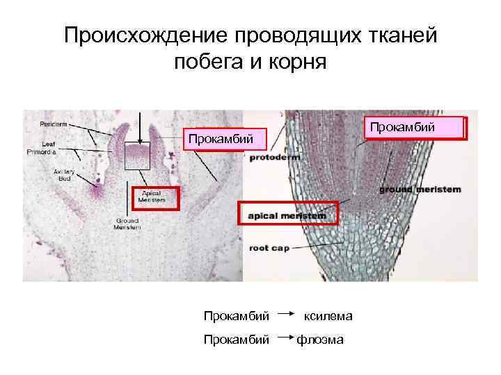 Происхождение проводящих тканей побега и корня Прокамбий ксилема флоэма 