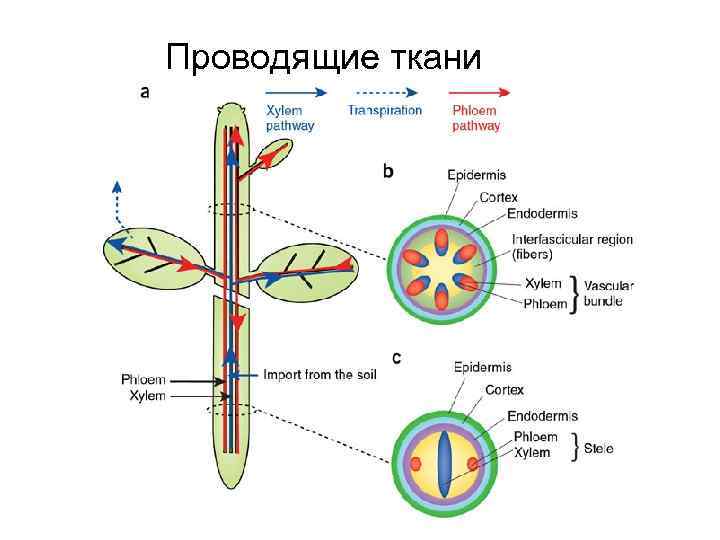 Проводящие ткани 