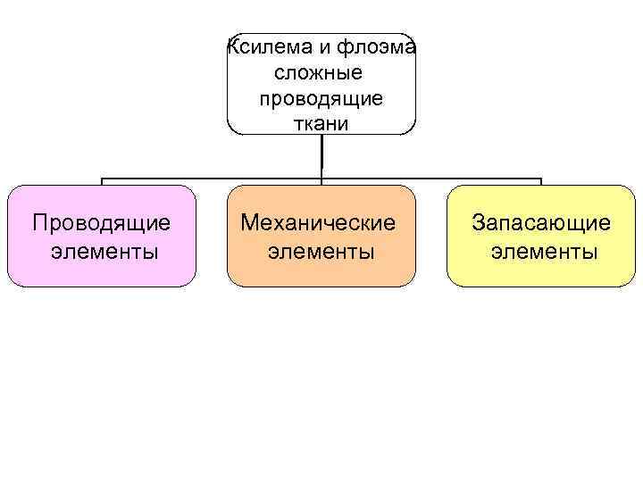 Ксилема и флоэма сложные проводящие ткани Проводящие элементы Механические элементы Запасающие элементы 
