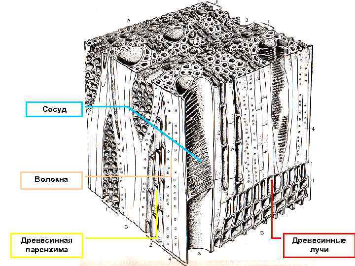 Сосуд Волокна Древесинная паренхима Древесинные лучи 