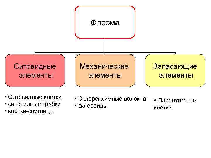 Флоэма Ситовидные элементы • Ситовидные клетки • ситовидные трубки • клетки-спутницы Механические элементы •
