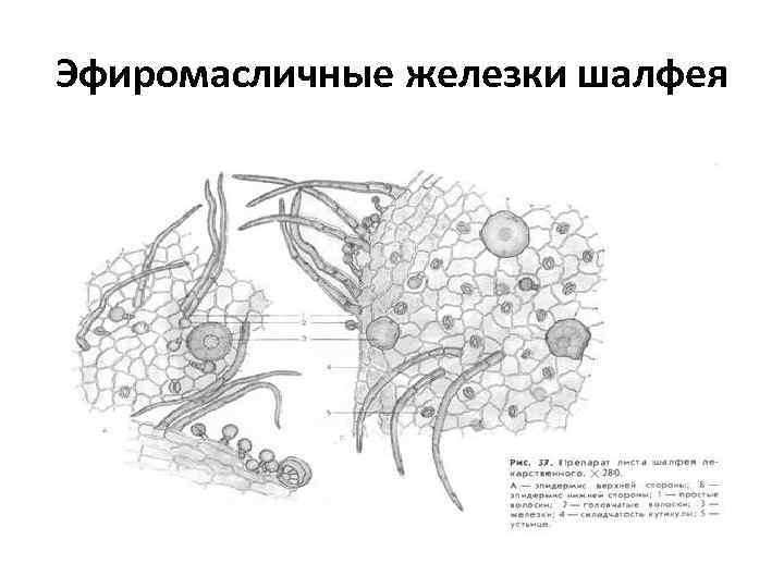 Эфиромасличные железки шалфея 