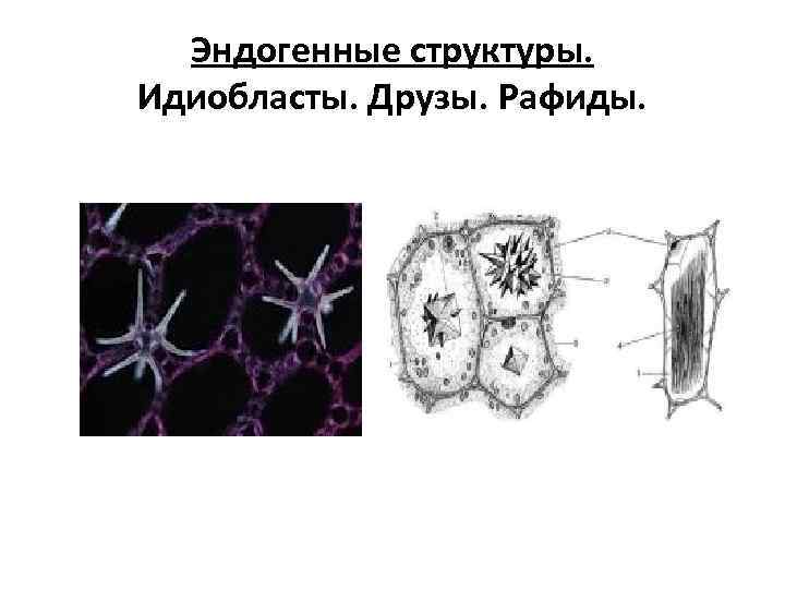 Эндогенные структуры. Идиобласты. Друзы. Рафиды. 