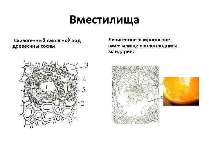 Вместилища Схизогенный смоляной ход древесины сосны Лизигенное эфироносное вместилище околоплодника мандарина 