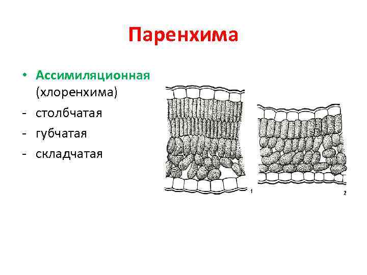 Паренхима • Ассимиляционная (хлоренхима) - столбчатая - губчатая - складчатая 