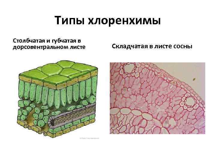 Типы хлоренхимы Столбчатая и губчатая в дорсовентральном листе Складчатая в листе сосны 