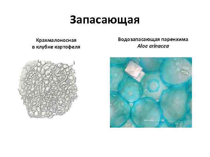 Запасающая Крахмалоносная в клубне картофеля Водозапасающая паренхима Aloe erinacea 