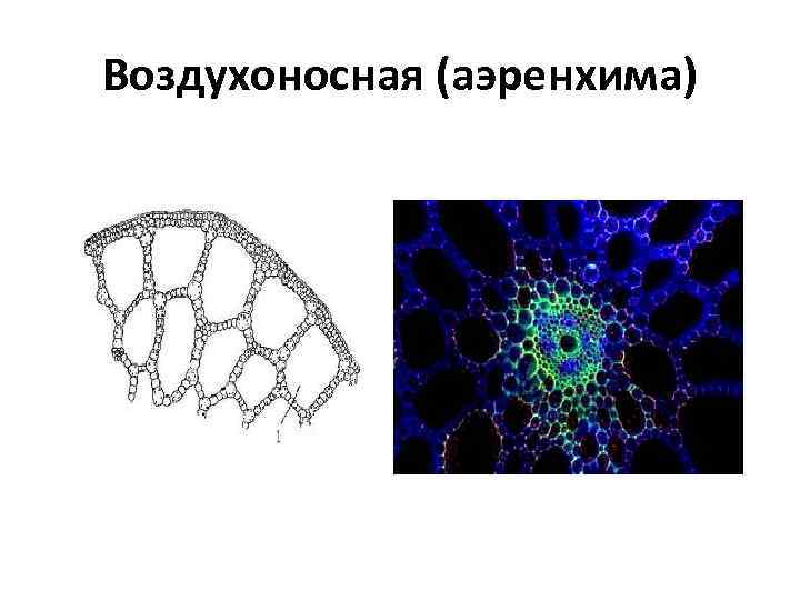 Воздухоносная (аэренхима) 