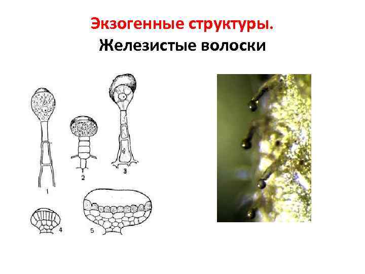 Экзогенные структуры. Железистые волоски 