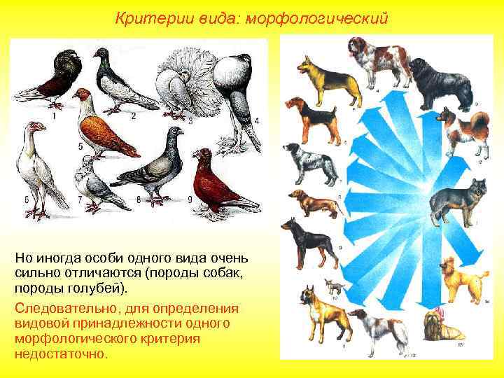 Критерии вида: морфологический Но иногда особи одного вида очень сильно отличаются (породы собак, породы