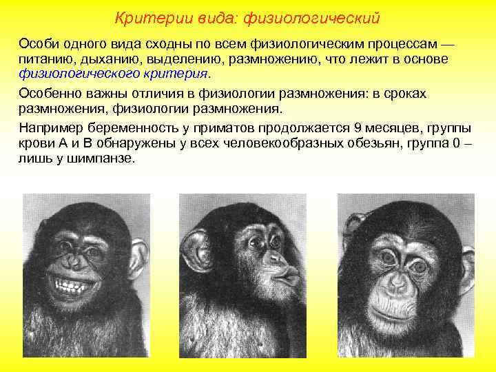 Критерии вида: физиологический Особи одного вида сходны по всем физиологическим процессам — питанию, дыханию,