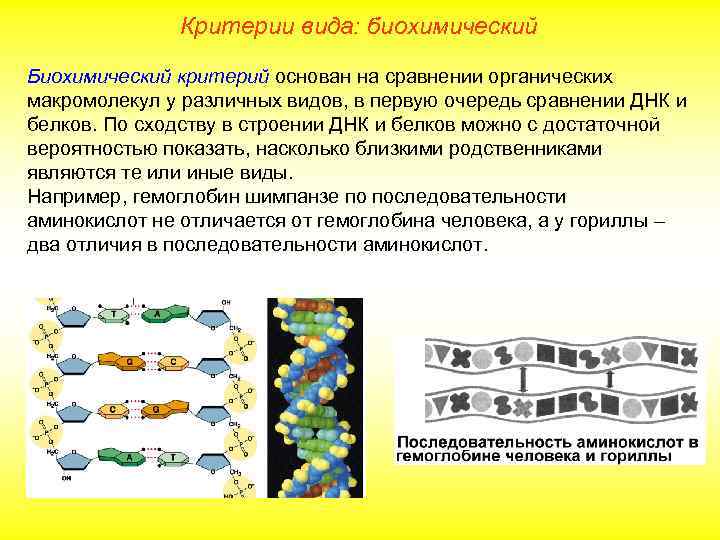 Критерии вида: биохимический Биохимический критерий основан на сравнении органических макромолекул у различных видов, в