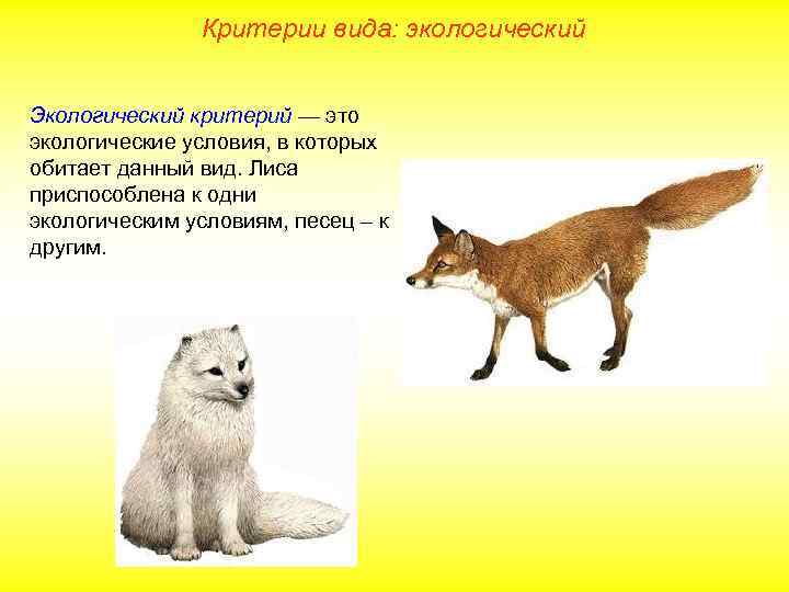 Критерии вида: экологический Экологический критерий — это экологические условия, в которых обитает данный вид.