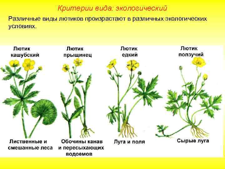 Критерии вида: экологический Различные виды лютиков произрастают в различных экологических условиях. 