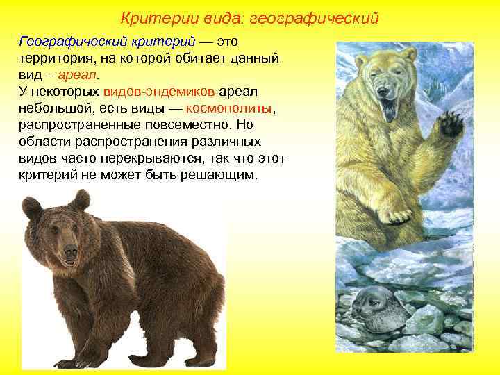 Критерии вида: географический Географический критерий — это территория, на которой обитает данный вид –