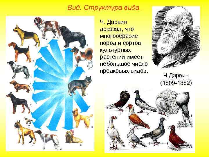 Вид. Структура вида. Ч. Дарвин доказал, что многообразие пород и сортов культурных растений имеет