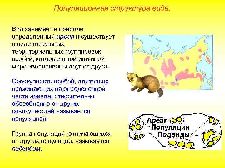 Популяционная структура вида. Вид занимает в природе определенный ареал и существует в виде отдельных