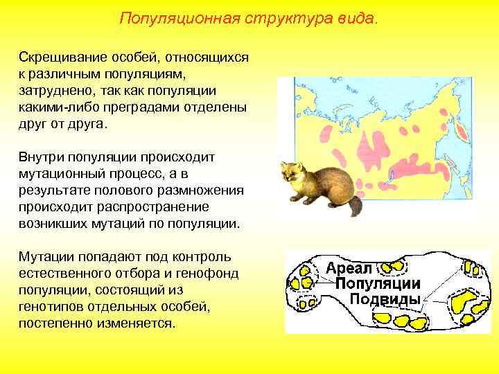 Популяционная структура вида. Скрещивание особей, относящихся к различным популяциям, затруднено, так как популяции какими-либо