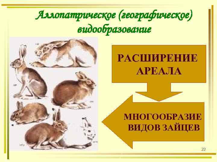 Аллопатрическое (географическое) видообразование РАСШИРЕНИЕ АРЕАЛА МНОГООБРАЗИЕ ВИДОВ ЗАЙЦЕВ 22 
