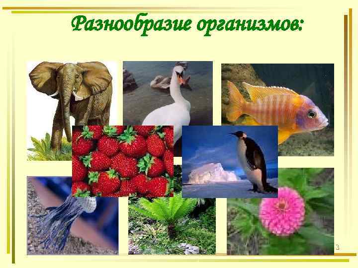 Разнообразие организмов: 3 