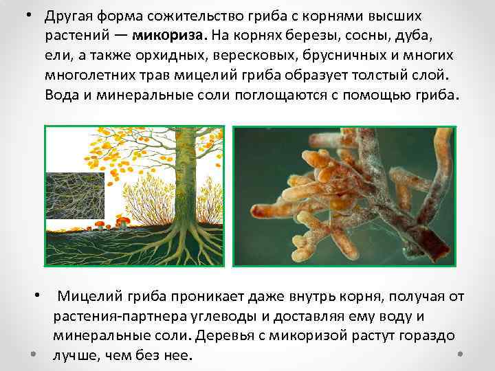  • Другая форма сожительство гриба с корнями высших растений — микориза. На корнях