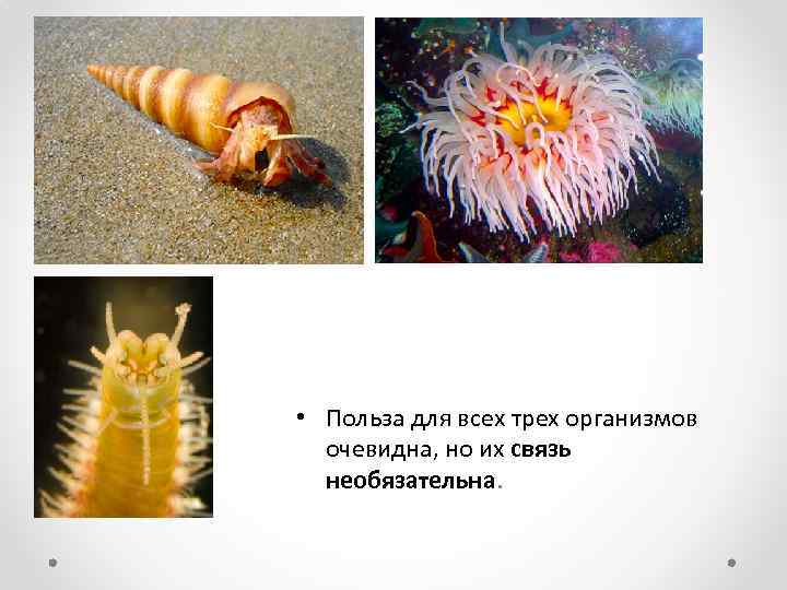  • Польза для всех трех организмов очевидна, но их связь необязательна. 