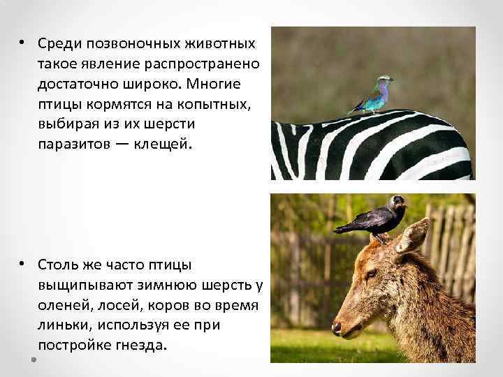  • Среди позвоночных животных такое явление распространено достаточно широко. Многие птицы кормятся на