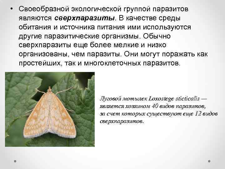  • Своеобразной экологической группой паразитов являются сверхпаразиты. В качестве среды обитания и источника