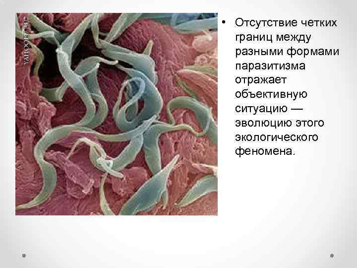  • Отсутствие четких границ между разными формами паразитизма отражает объективную ситуацию — эволюцию