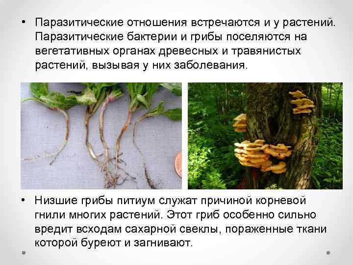  • Паразитические отношения встречаются и у растений. Паразитические бактерии и грибы поселяются на