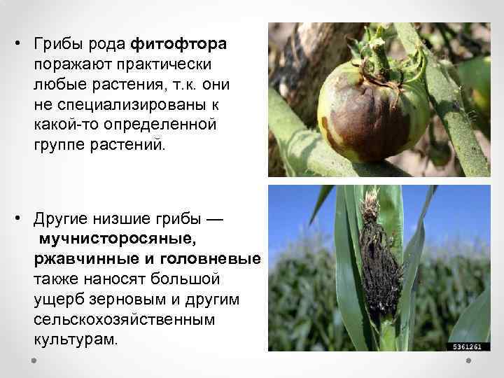  • Грибы рода фитофтора поражают практически любые растения, т. к. они не специализированы