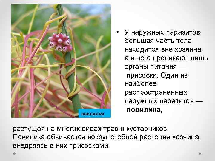 повилика • У наружных паразитов большая часть тела находится вне хозяина, а в него