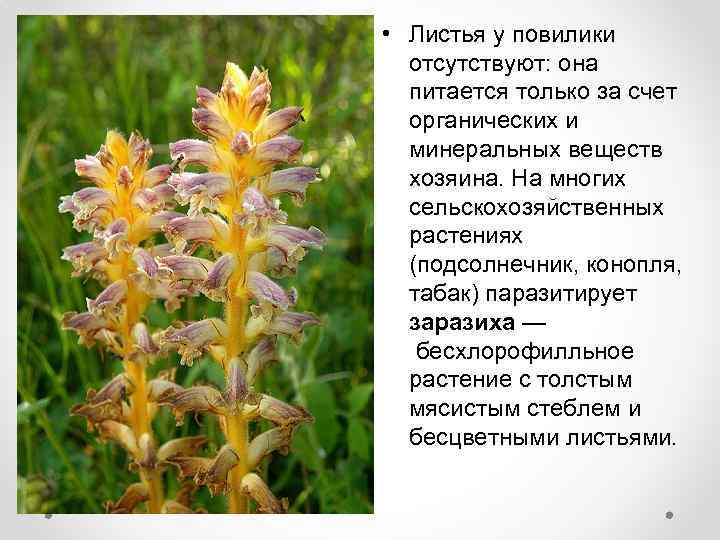  • Листья у повилики отсутствуют: она питается только за счет органических и минеральных