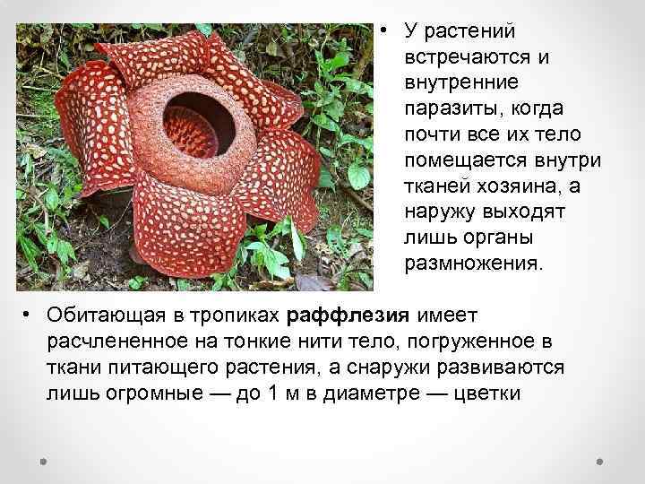  • У растений встречаются и внутренние паразиты, когда почти все их тело помещается