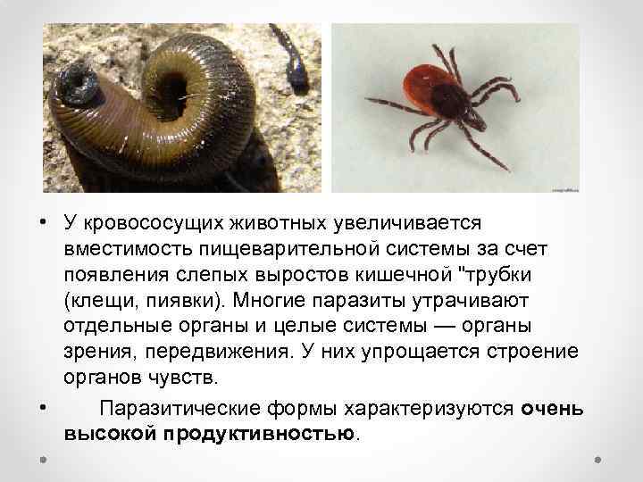  • У кровососущих животных увеличивается вместимость пищеварительной системы за счет появления слепых выростов