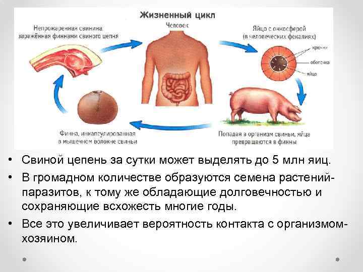  • Свиной цепень за сутки может выделять до 5 млн яиц. • В