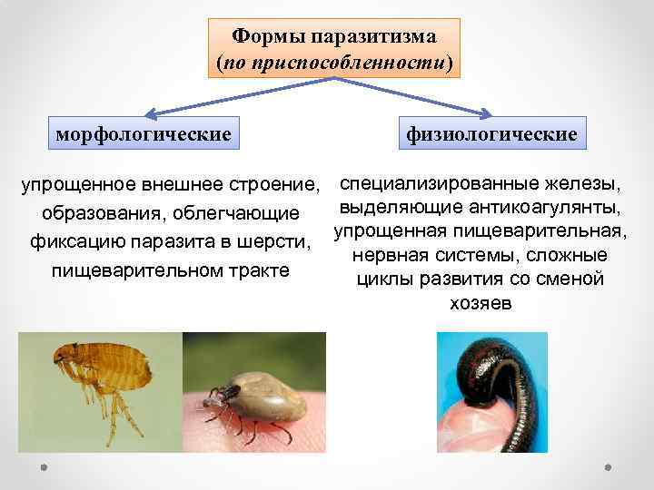 Формы паразитизма (по приспособленности) морфологические физиологические упрощенное внешнее строение, специализированные железы, выделяющие антикоагулянты, образования,