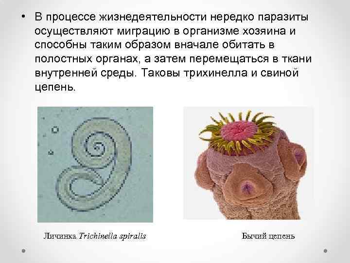  • В процессе жизнедеятельности нередко паразиты осуществляют миграцию в организме хозяина и способны
