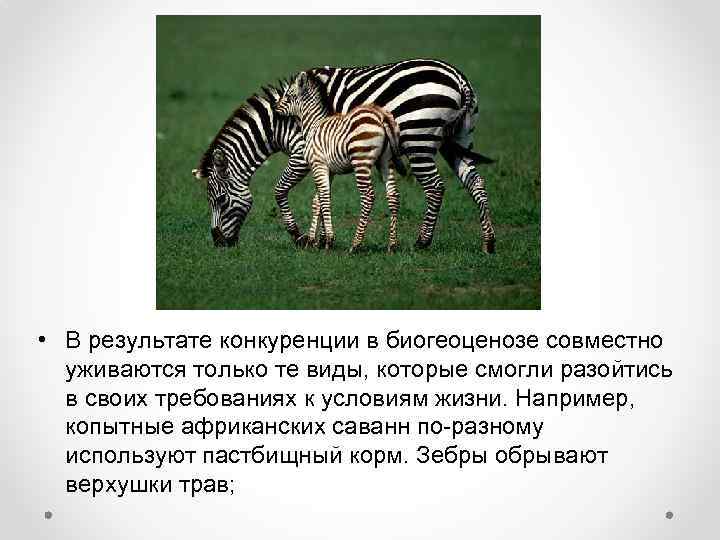  • В результате конкуренции в биогеоценозе совместно уживаются только те виды, которые смогли