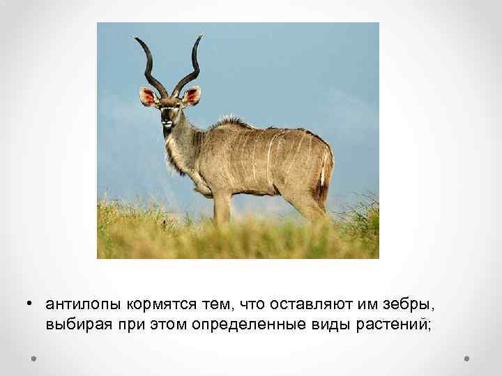  • антилопы кормятся тем, что оставляют им зебры, выбирая при этом определенные виды