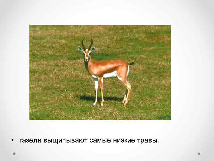  • газели выщипывают самые низкие травы, 