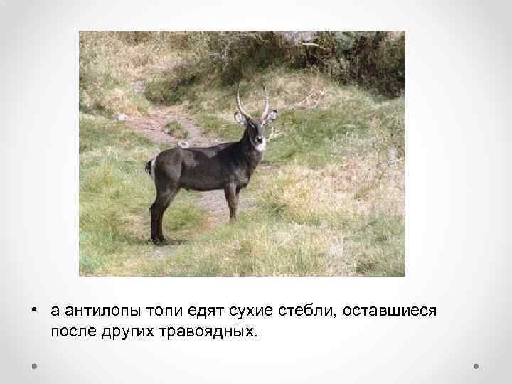 • а антилопы топи едят сухие стебли, оставшиеся после других травоядных. 