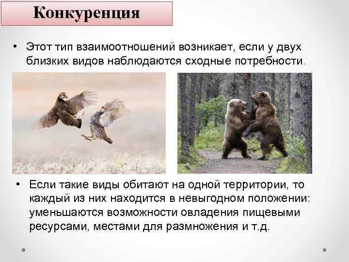 Конкуренция • Этот тип взаимоотношений возникает, если у двух близких видов наблюдаются сходные потребности.