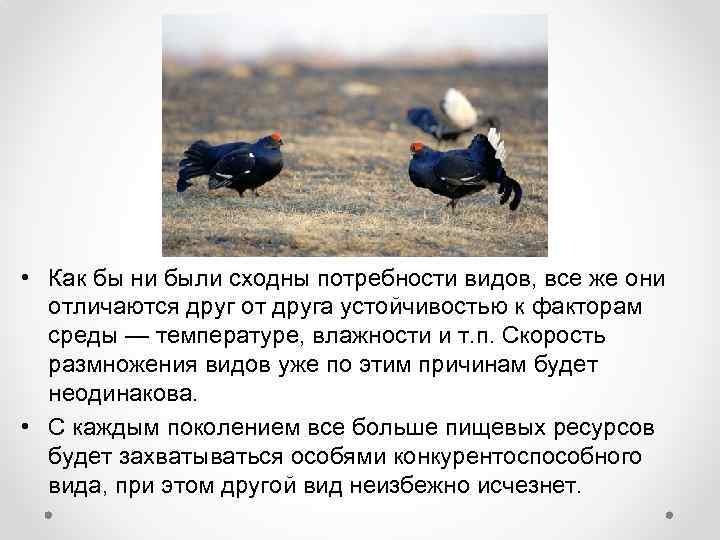  • Как бы ни были сходны потребности видов, все же они отличаются друг