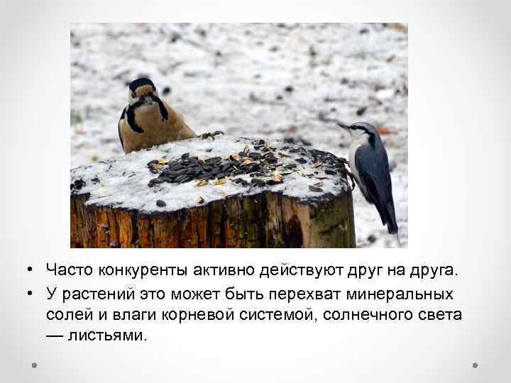  • Часто конкуренты активно действуют друг на друга. • У растений это может