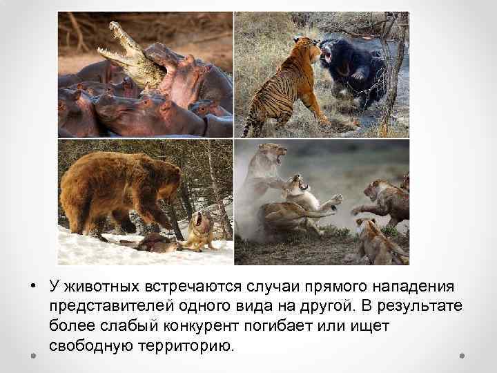  • У животных встречаются случаи прямого нападения представителей одного вида на другой. В